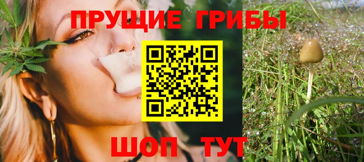 Псилоцибиновые грибы MAGIC MUSHROOMS  продажа наркотиков  Алатырь  Вход с VPN 